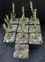 Load image into Gallery viewer, Euphorbia knuthii *Caudex forming succulent*