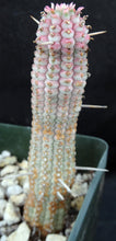 Load image into Gallery viewer, Euphorbia mammillaris 'variegata' *larger*