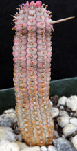 Load image into Gallery viewer, Euphorbia mammillaris 'variegata' *larger*