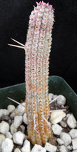 Load image into Gallery viewer, Euphorbia mammillaris 'variegata' *larger*