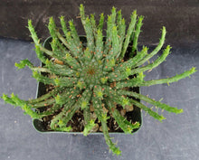 Load image into Gallery viewer, Euphorbia flanaganii aff. Medusa