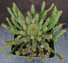 Load image into Gallery viewer, Euphorbia flanaganii aff. Medusa