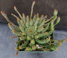 Load image into Gallery viewer, Euphorbia flanaganii aff. Medusa