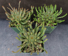 Load image into Gallery viewer, Euphorbia flanaganii aff. Medusa