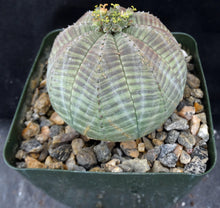 Load image into Gallery viewer, Euphorbia obesa (Female Plants)