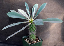 Load image into Gallery viewer, Euphorbia pachypodioides *Big Plant*