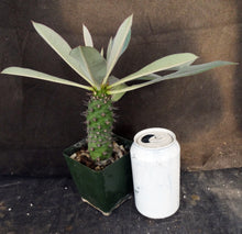 Load image into Gallery viewer, Euphorbia pachypodioides *Big Plant*