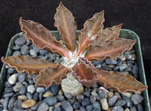 Load image into Gallery viewer, Euphorbia tulearensis *Seed grown plants*