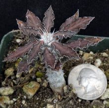 Load image into Gallery viewer, Euphorbia tulearensis *Seed grown plants*