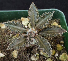 Load image into Gallery viewer, Euphorbia tulearensis *Seed grown plants*