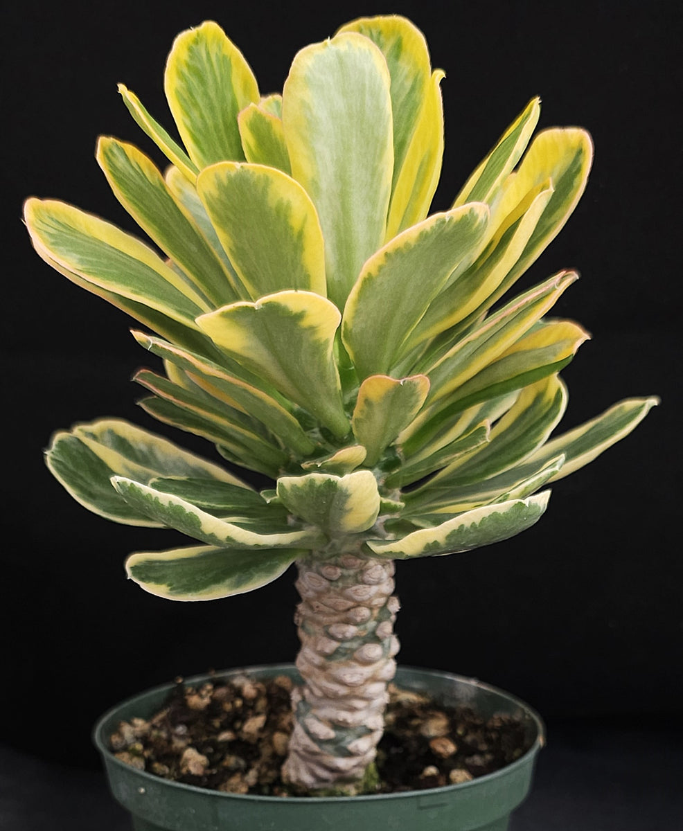 euphorbia abyssinica variegata Euphorbia poissonii 'variegata' Variegated *Big Plant*