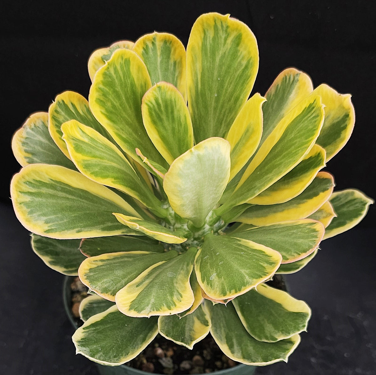 Euphorbia poissonii 'variegata' Variegated *Big Plant* – Kyle's Plants