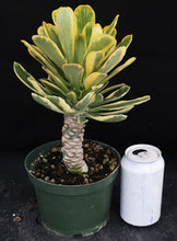 Load image into Gallery viewer, Euphorbia poissonii 'variegata' Variegated *Big Plant*