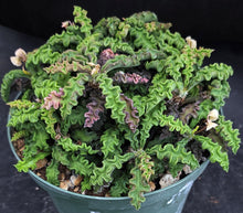 Load image into Gallery viewer, Euphorbia decaryi v. spirosticha *Big Plants*