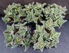 Load image into Gallery viewer, Faucaria candida