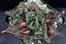 Load image into Gallery viewer, Faucaria tuberculosa 'Sato'