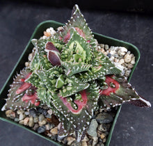 Load image into Gallery viewer, Faucaria tuberculosa 'Sato'