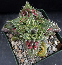 Load image into Gallery viewer, Faucaria tuberculosa 'Sato'