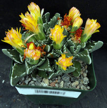 Load image into Gallery viewer, Faucaria tuberculosa