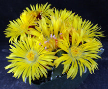 Load image into Gallery viewer, Faucaria tuberculosa