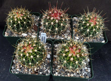 Load image into Gallery viewer, Ferocactus schwarzii