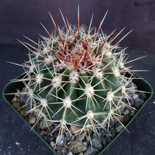 Load image into Gallery viewer, Ferocactus schwarzii
