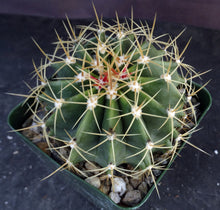 Load image into Gallery viewer, Ferocactus schwarzii