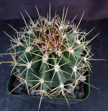 Load image into Gallery viewer, Ferocactus schwarzii
