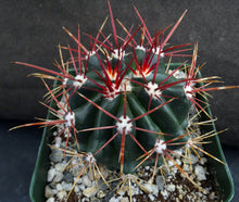 Load image into Gallery viewer, Ferocactus stainesii v. pilosus