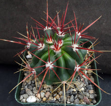 Load image into Gallery viewer, Ferocactus stainesii v. pilosus