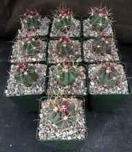 Load image into Gallery viewer, Ferocactus wislizeni Pink Spine Form