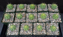 Load image into Gallery viewer, Ferocactus glaucescens v. inermis