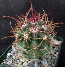 Load image into Gallery viewer, Ferocactus viridescens