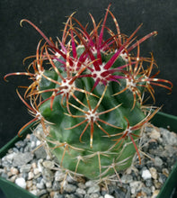 Load image into Gallery viewer, Ferocactus viridescens