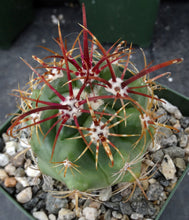 Load image into Gallery viewer, Ferocactus viridescens