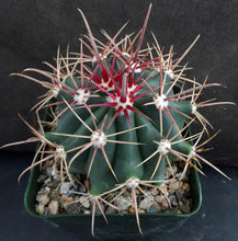 Load image into Gallery viewer, Ferocactus wislizeni Pink Spine Form