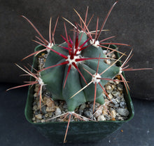 Load image into Gallery viewer, Ferocactus wislizeni Pink Spine Form