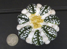 Load image into Gallery viewer, Astrophytum asterias Super Kabuto Figurine