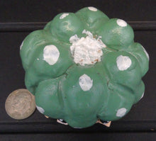 Load image into Gallery viewer, Lophophora Figurine