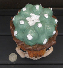 Load image into Gallery viewer, Lophophora Figurine