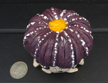 Load image into Gallery viewer, Uebelmannia Figurine