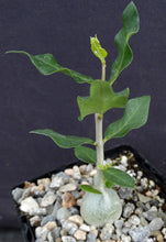 Load image into Gallery viewer, Fockea edulis
