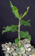Load image into Gallery viewer, Fockea edulis