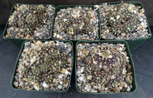Load image into Gallery viewer, Frailea buenekeri *Miniature Clumping Cactus*