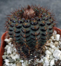 Load image into Gallery viewer, Frailea mammifera