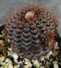 Load image into Gallery viewer, Frailea mammifera
