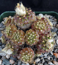 Load image into Gallery viewer, Frailea buenekeri *Miniature Clumping Cactus*