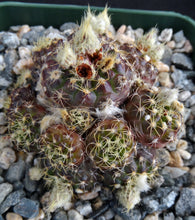 Load image into Gallery viewer, Frailea buenekeri *Miniature Clumping Cactus*