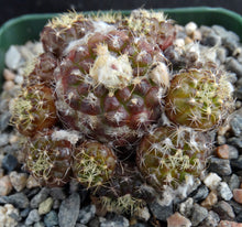 Load image into Gallery viewer, Frailea buenekeri *Miniature Clumping Cactus*