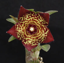 Load image into Gallery viewer, Frerea indica